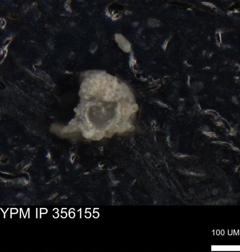 undet. Foraminiferida