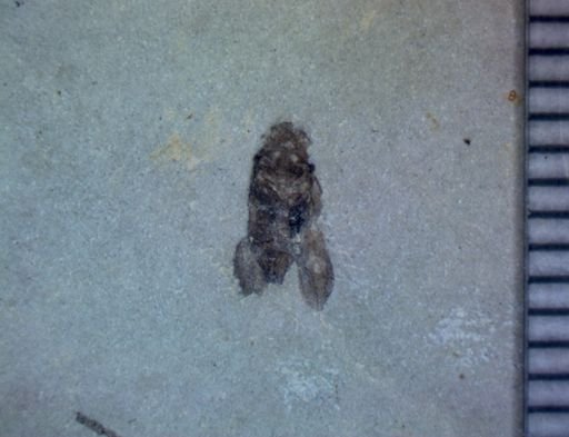 undet. Hemiptera