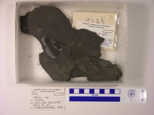 Arthrodira