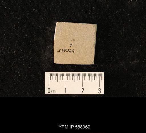 undet. Diptera