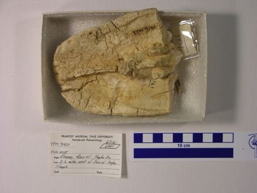 undet. Gnathostomata