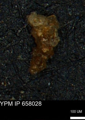 Verneuilinoides hectori