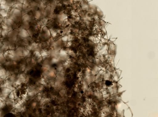 Haliclonidae