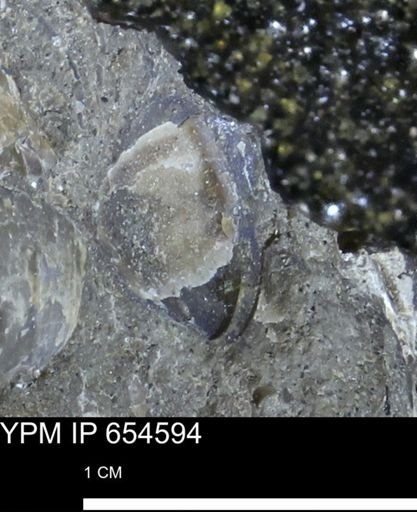 undet. Mollusca