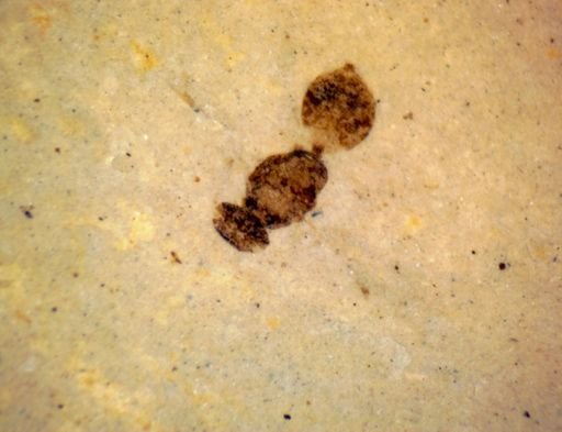 undet. Hymenoptera