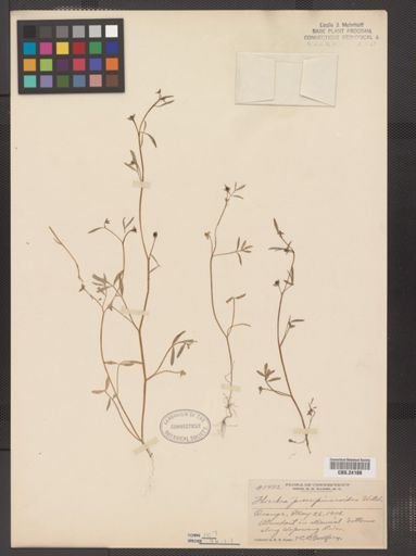 Floerkea proserpinacoides