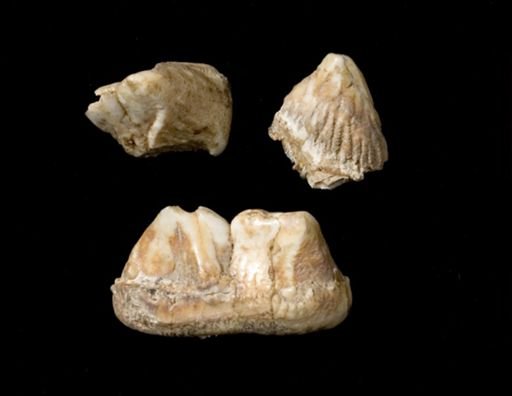 Mammut americanum