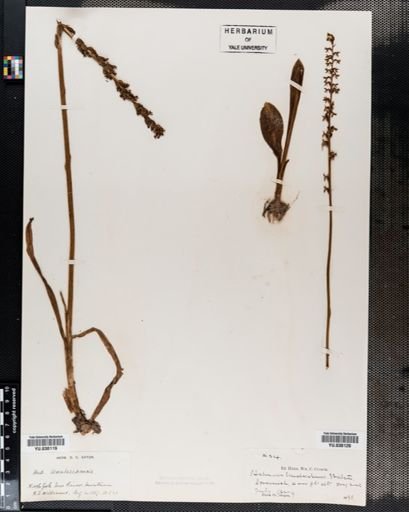 Habenaria