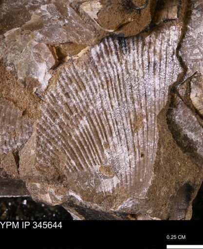 Oxytoma (Hypoxytoma)?