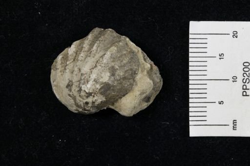 Meekella striatocostata