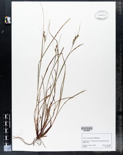 Carex swanii