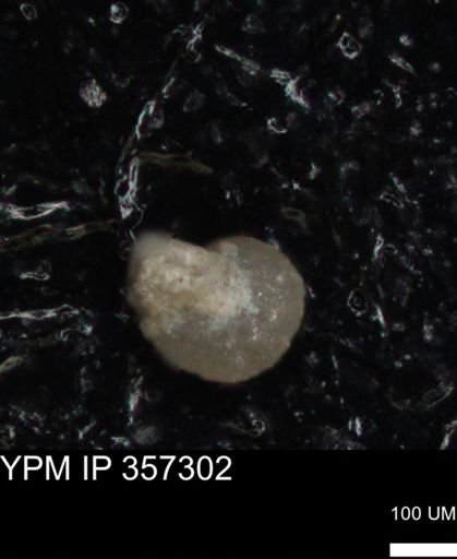 undet. Foraminiferida