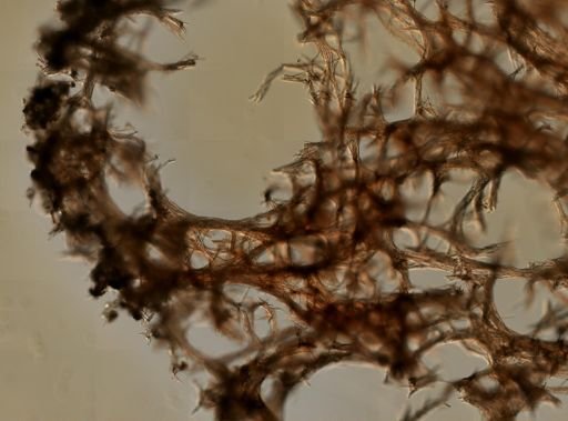 Amphimedon compressa