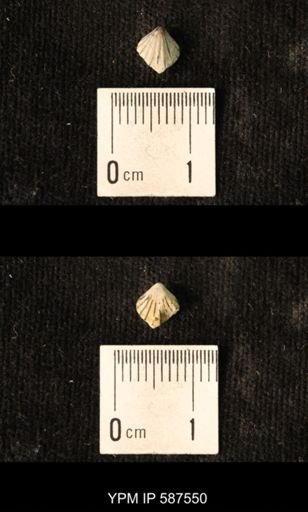 Camarotoechia whitei