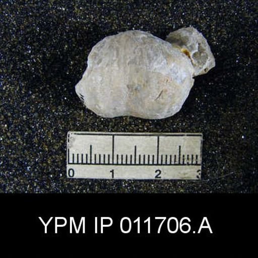 Marginifera opima