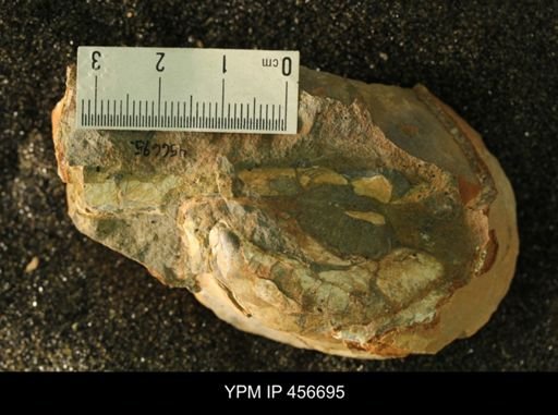 Baculites sp.
