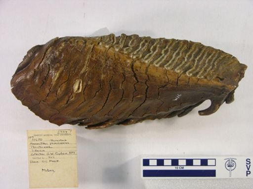 Mammuthus primigenius