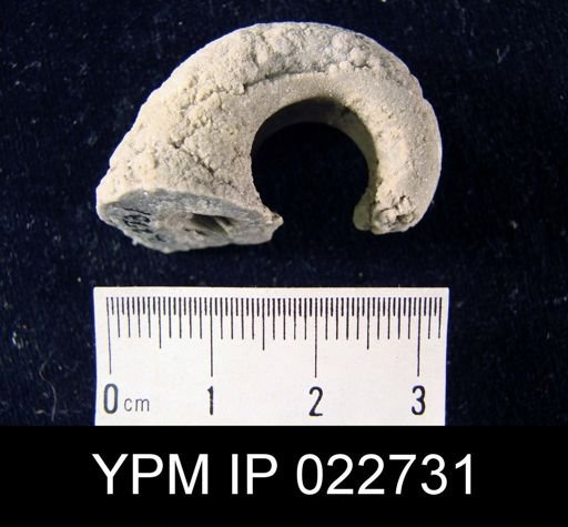 Tremanotus sp.