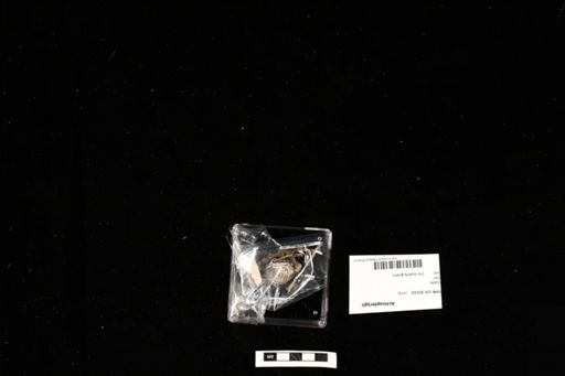 Actinopterygii