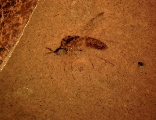 undet. Diptera