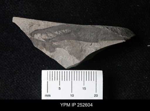 undet. Pterygotidae