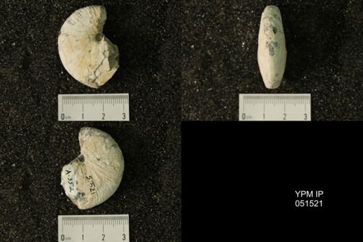Hoploscaphites nicolletii