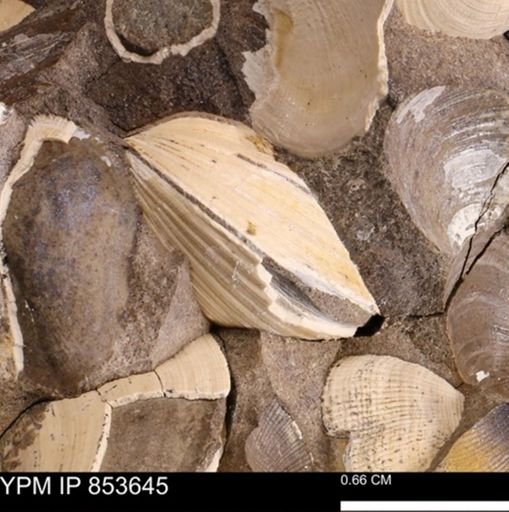 Limopsis striatopunctatus