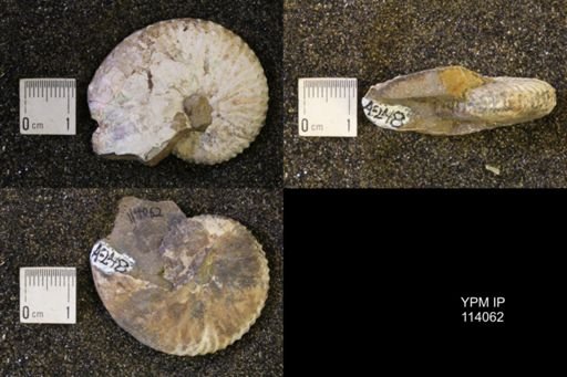 Discoscaphites conradi