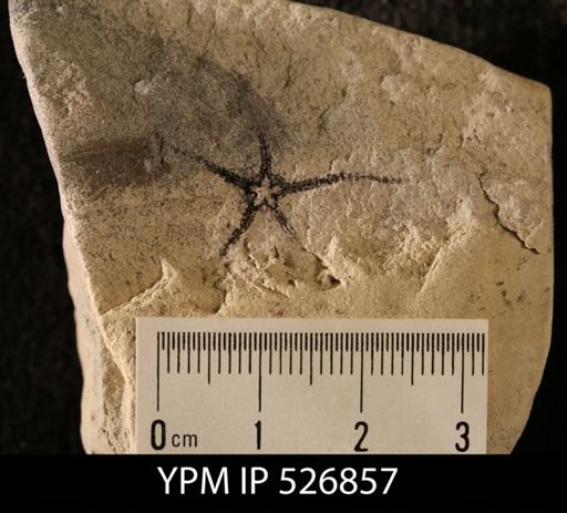 Ophiura furiae