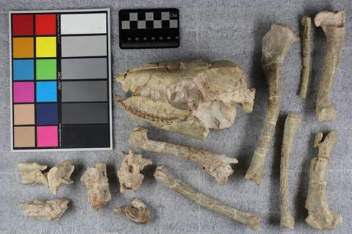 Mesohippus sp.