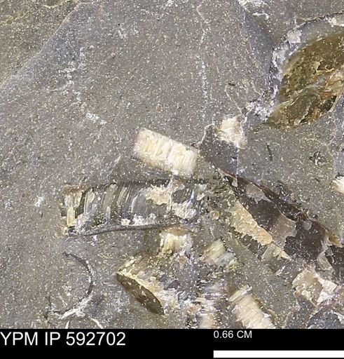 undet. Inoceramidae