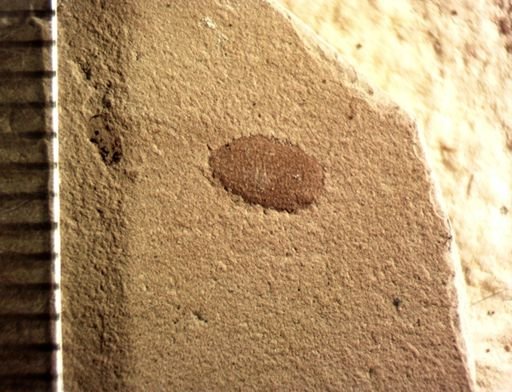 undet. Coleoptera