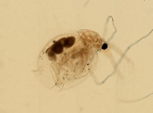 Daphnia