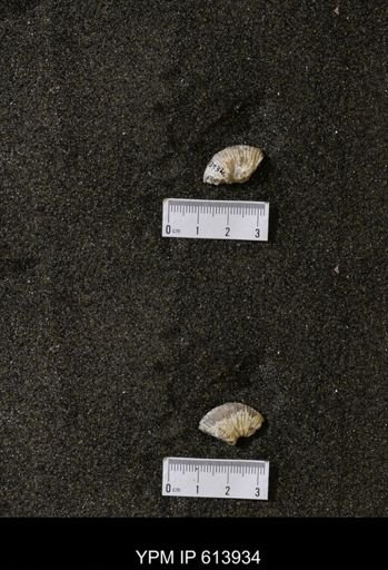 undet. Scaphitidae