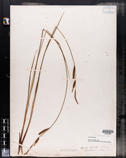 Carex stricta