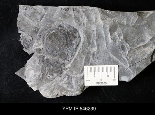 Hughmilleria sp.