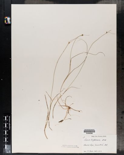 Carex trisperma