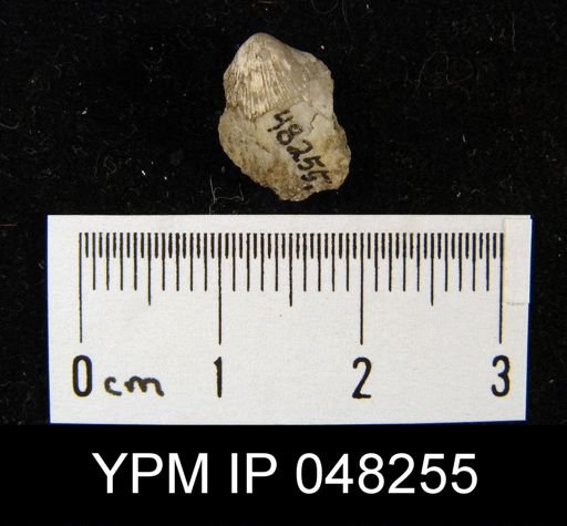 Parmorthis brownsportensis
