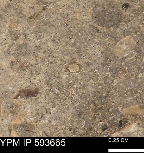 undet. Mollusca