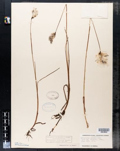 Eriophorum gracile