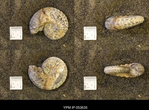 Discoscaphites conradi