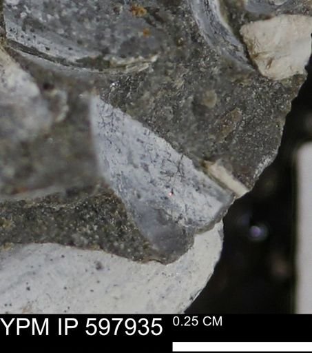Limopsis striatopunctatus
