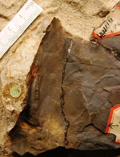 Sapindus morrisoni