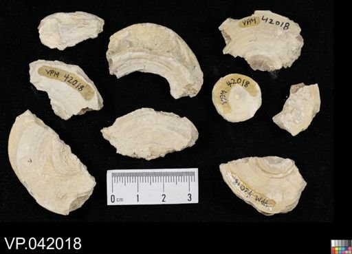 undet. Chondrichthyes