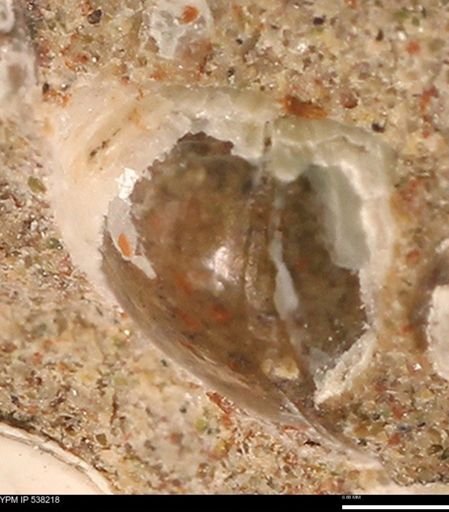 Corbulamella gregaria