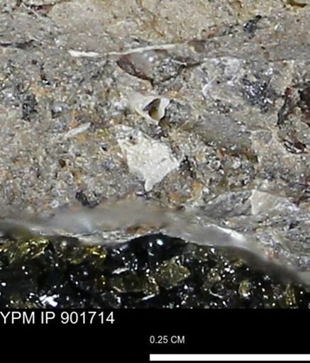 undet. Mollusca