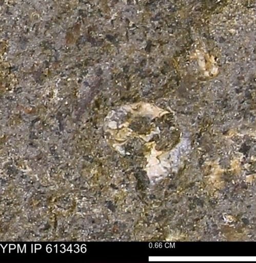 Scaphites sp.