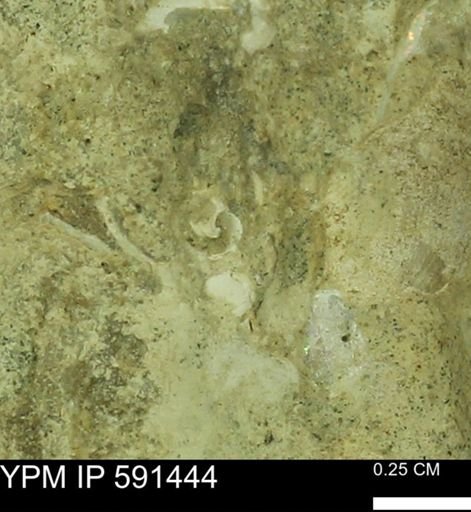 undet. Gastropoda