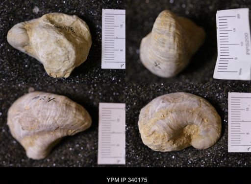 Gryphaea sp.