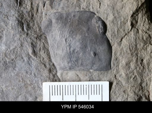 Pterygotus sp.